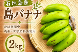 石垣島直送！「島バナナ」栽培期間中農薬不使用 2kg