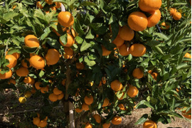 【糖度16度以上】野村いろは農園の絶品せとか(Ｌ玉）　３kg