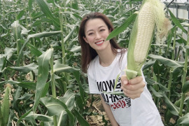 今年も始まります🌽あまーい！うまーい
！白いとうもろこし👩‍🌾🌽【10本】