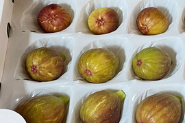 珍しいイチジク■バナーネ■　600ｇ　甘くておいしい極上の美味しさ　農薬・化学肥料不使用　専用箱でお届けします