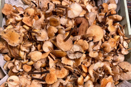 【秋の天然茸】幻の天然エノキ茸/ユキノシタ/天然は香り旨味食感段違い/200g