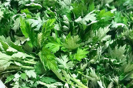 天然＊グリ－ンパワー！ヨモギ300ｇ＆菜花のつぼみ500ｇ～農薬/化学肥料・不使用