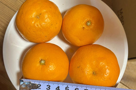 限定１箱【小さめ☆はるみ🎁】プチプチ新食感！はるみ４キロ🍊