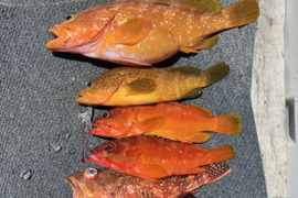明日朝まで限定！捕れたて！アコウ・カサゴ・アカハタ　約3kgオーバー 長崎県対馬市(内臓・鱗処理済)