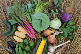 季節の野菜3〜4品種 60サイズ2kg　農薬化学肥料不使用　根菜セット