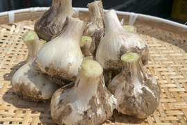 【夜市限定】食べられるのは今だけ！生にんにく　500g【土付き 農薬 化学肥料一切使用していません】