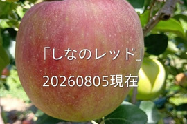 ８月収穫夏りんご「しなのレッド約5kg入り 」夏の暑さで疲れた身体に酸味の魅力。虜になってしまう酸味ですよ！長野県オリジナル品種。私の夏のお薦め　到着後冷蔵庫で保存お願いします。