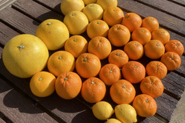 【柑橘お楽しみBOX】晩白柚・チャンドラポメロ・みかん・はっさく・文旦・ネーブル・レモン・清見・伊予柑【6種類以上約10㎏】