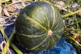 ブラックのジョー（約1.5kg 1-2玉 ） 漆黒の栗カボチャ【冬ギフト】