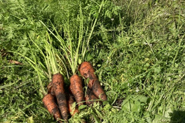 肥料農薬不使用 冬採れ人参 1kg 期間限定
