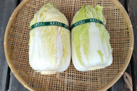 冬越えの白菜