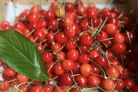 【紅さやか】さくらんぼ 山形県東根産 ご家庭用1kg