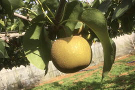【ご予約品】定番の美味しさ！みんな大好き幸水梨(5kg)