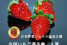 ４月発送　ジューシーな和歌山のオリジナルいちご　❝まりひめ❞　6パック