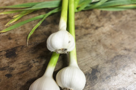 【農薬不使用】京都美山産 にんにく　6個(約450~500g)
