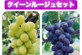 【そろそろ終了】シャインマスカット＆クイーンルージュ　粒　４キロ クイーンルージュ®︎の通販｜ぶどう｜食べチョク｜産地直送(産直