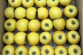 【極小玉・バラ詰め】毎日りんご!! シナノゴールド💛家庭用約5Kg🍏コスパ抜群　青森県産　数量限定　ポケットりんご