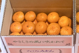 【絶品　濃厚　糖度16度以上】　プレミアム田口みかん　3kg