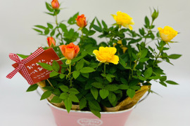 【 母の日ギフト】ブリキツインバスケット(ｺﾙﾀﾞｰﾅﾛｰｽﾞ)　発送4/27-5/8