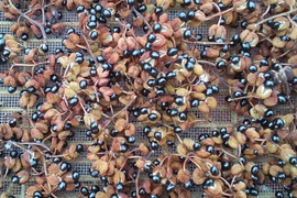 ２種組み合わせ【天日干し紫蘇梅干し300㌘4個＋乾燥山椒100g1個】和歌山産