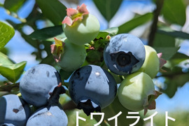 【パリｯ！プリｯ✨】トワイライト
400g  予約受付始めます