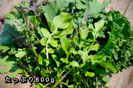 【朝採り】リーフミックス・たっぷり600g