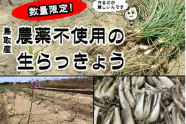 【限定栽培】農薬不使用の根付き生らっきょう 2ｋｇ 【収穫から最短発送】鳥取県産