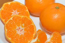 ★甘さと酸味がやみつき！★はるみ★薄皮ごと食べられる柑橘　4kg