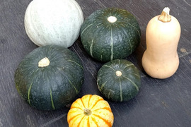 ★北海道産・数量限定・おまけ付き★化学農薬・除草剤不使用かぼちゃ6種類各1個のセット+おもちゃカボチャのおまけ付き