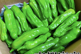 京都府産　特別栽培　ししとう　500g