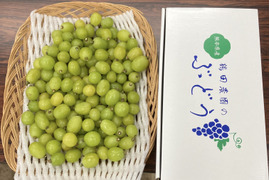 【食品ロス削減‼️訳あり品】粒シャインマスカット（約1㎏）