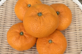 『青島』温州みかん 5㎏ 3Lサイズ（１㎏あたり5個程度）湯河原産