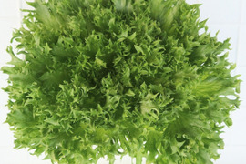 【低硝酸塩野菜】新鮮リーフレタスセット400g(3〜4株)おためしパック