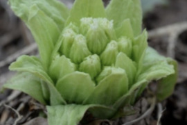 新鮮！採れたて旬の山菜『ふきのとう』250g