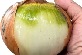 淡路島玉ねぎ　訳あり品 １０ｋｇ　お買い得！残留農薬不検出。
