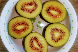 ★レッドキウイフルーツ（紅妃）1.5kg★　激甘！　農薬・除草剤無使用