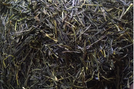 お茶・茶葉　農薬・肥料不使用　緑茶（2024） 煎茶 やぶきた 新茶 加茂自然農園のお茶