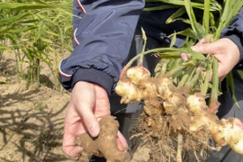 栽培時農薬不使用の親生姜(1kg)