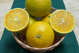 鹿児島県産「スイートスプリング」箱込み2kg