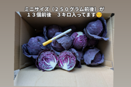 ミニ紫キャベツ　３キロ
