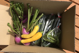 わんぱく農園の感動野菜BOX(7〜10品)