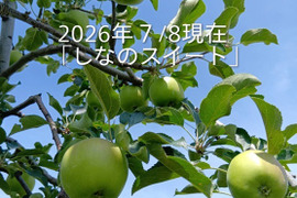 【先行予約】「甘～いしなのスイート約10kg」果汁が多く甘味が強く酸味が優しい品種です。優しい酸味ですのでお子様からお年寄りまで幅広い層に。10月初旬から収穫予定ですので、、、