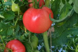 からっと乾いた『砂地』で育った生見のトマト(12個　約2kg)