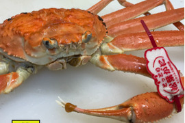 山陰冬の味覚の王者【松葉蟹】ズワイガニオス/最大サイズ/1200g～【吟醸蒸し】【冷蔵】