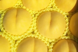 希少品種が入るかも！【品種おまかせ🍑黄桃】秀品2kg ※8～10月発送