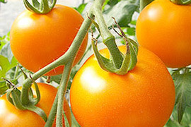 大玉トマト 2.8キロ詰 2色セット（赤色、黄色）