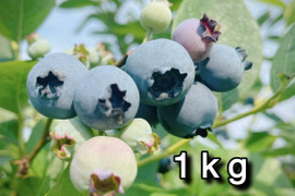 【品種：ブルージェイ】冷凍ブルーベリー•1kg（道産自然栽培）※まとめ買い対応
