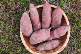 【有機JAS認証 紅はるか5kg】サツマイモ好きが選ぶのはこの品種❣️ねっとりとした食感！極甘！10月に収穫し追熟完了！京都大原の棚田から今がまさに食べごろのサツマイモのご案内！