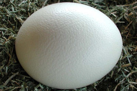 ズッシリ！鶏卵30個分の大きさのオーストリッチ（ダチョウ）のたまご（食用・1.2～1.5Kg前後）