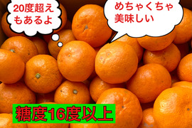 【濃厚・絶品】糖度16度以上『プレミアム興津早生小玉みかん』　３kg